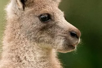 Royal Children Choose Welsh Name 'Cwtch' for Baby Kangaroo at Australia Zoo