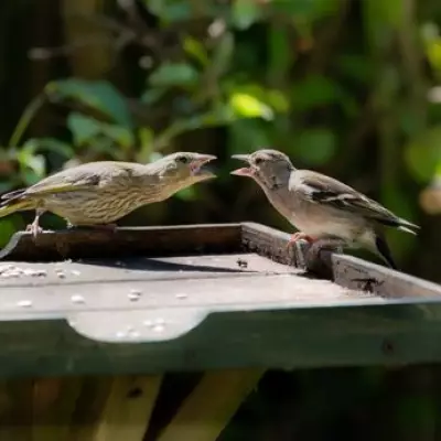 RSPB Urges Gardeners to Stop Using Bird Tables Due to Disease Risk