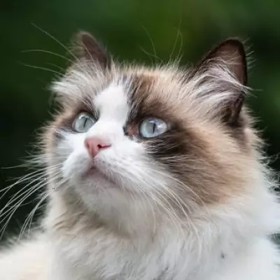 RSPCA Warns Pet Owners: Protect White-Furred Pets from Sunburn