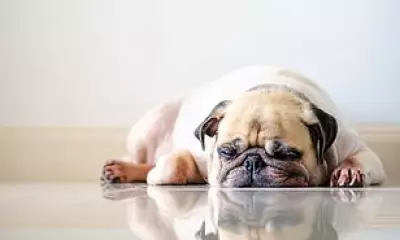 Scientists Call for Breeding Restrictions on Flat-Faced Dogs Like Pugs and Bulldogs