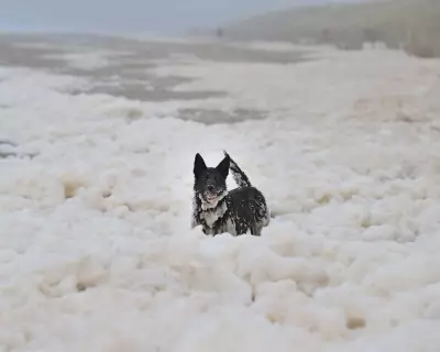 Sea Foam: Natural Phenomenon, Not Pollution, Along UK Coasts