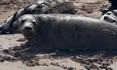 Seal Pup Found by Postman on Doorstep Released Back into Wild