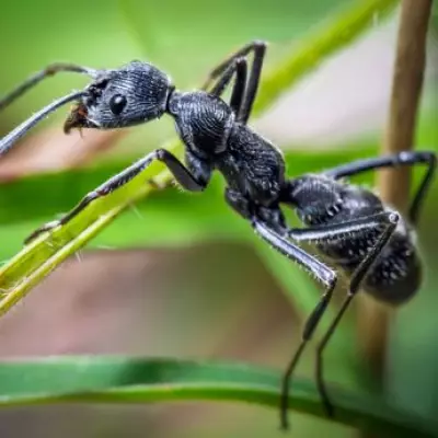 Springtime Ants: Expert Tips to Banish Them from Your Home and Garden