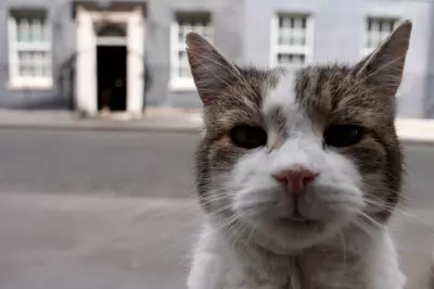 Starmer Jokes Larry the Cat ‘Went Through the Roof’ Over Renters’ Rights Act