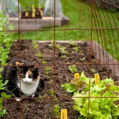 Stop Cats Pooing in Your Garden with 4 Natural Methods