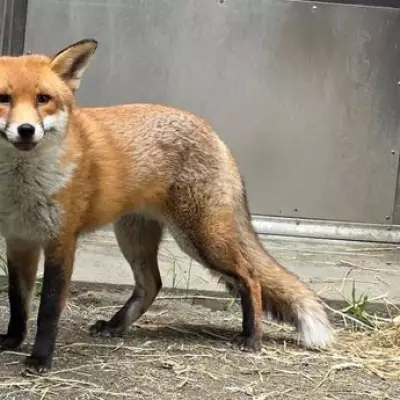 Stowaway Fox Basil Settles in US After Quarantine