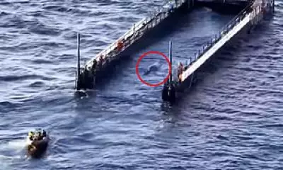 Stranded Humpback Whale Timmy Freed After Million-Euro Rescue