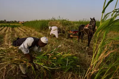 Sudan Farmers Face New Crisis as Middle East Conflict Disrupts Supply Chains