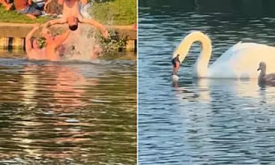 Sunseekers Turn Hampstead Heath Ponds into Beach Club, Endangering Swans
