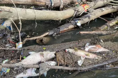 Thousands of Dead Fish in Georgia River Spark Major Investigation