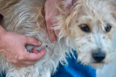 Tick Bites Nearly Double This Year: Is This Summer the Worst?