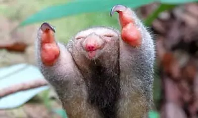 Tiny Silky Anteater Spotted in Suriname Jungle, Looks Like Edward Scissorhands