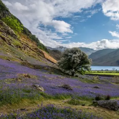 Top 5 Lake District Bluebell Woods for Stunning Spring Views