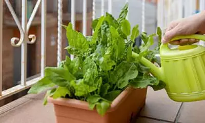 Transform Your Balcony into a Mini-Garden for Health Benefits