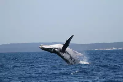 Two Humpback Whales Set Epic Migration Record from Australia to Brazil