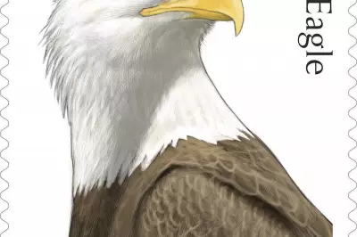 US Postal Service Unveils Bald Eagle Stamps for America's 250th