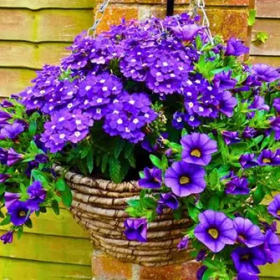 Use Kitchen Sponges to Keep Hanging Baskets Alive in Heatwave