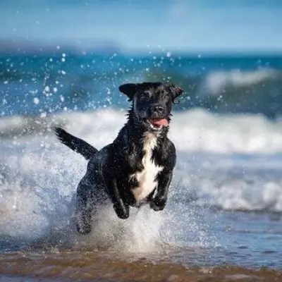 Vet Reveals 10 Healthiest Dog Breeds in the UK with Fewer Health Issues