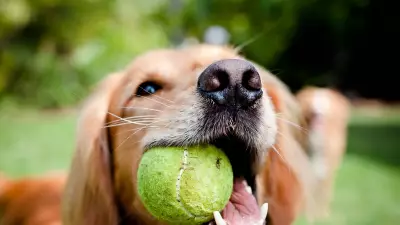 Vet Warns Dog Owners Tennis Balls Cause Irreversible Tooth Damage