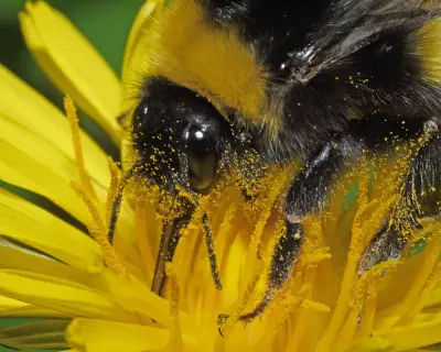 Violence, Precision, and Free Lunches: The Weird World of Pollination