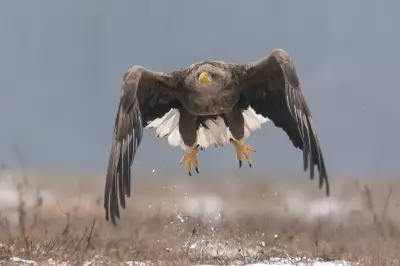 White-Tailed Eagles to Return to Exmoor Despite Farmer Concerns