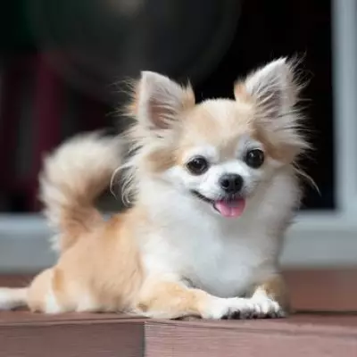 Why a Wagging Tail Doesn't Always Mean a Happy Dog