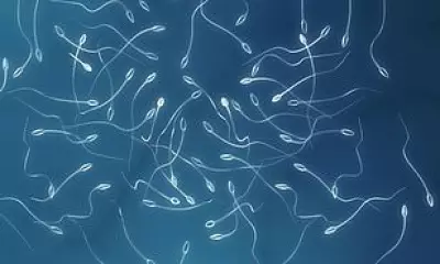 World's first frozen testicular tissue transplant restores sperm production in infertile man