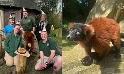 World's Oldest Red Ruffed Lemur Celebrates 30th Birthday at Blackpool Zoo