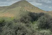 13,000-Year-Old Oak Spared from California Development After Legal Battle