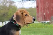 1,500 Beagles Rescued from Wisconsin Research Facility Find New Homes