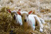 16 ill in cryptosporidium outbreak linked to Edinburgh petting farm