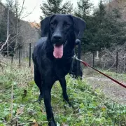 3-Legged Dog Laika Overlooked for Adoption Due to Appearance