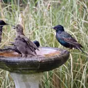 3 Simple Garden Items to Attract Stunning Birds, Experts Say