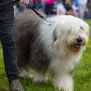 67 Dog Breeds at Risk of UK Ban Under New Legislation