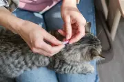 Advantage Cat Flea Treatment: Fast-Acting Monthly Protection