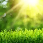 Aerate Your Lawn in May for a Lush Green Summer Garden