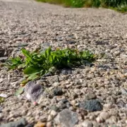 Alan Titchmarsh's Chemical-Free Method to Kill Gravel Weeds Naturally