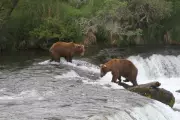 Alaska Can Resume Killing Bears from Helicopters to Protect Caribou, Judge Rules