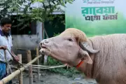 Albino Buffalo with Trump-like Hair Becomes Viral Sensation in Bangladesh