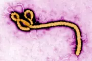 Americans in Congo Feared Exposed to Deadly Ebola Outbreak