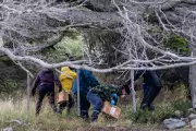 Argentine Scientists Trap Rats in Ushuaia to Trace Hantavirus Outbreak Source