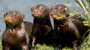 Baby Otters Splash and JD Vance Chest Bump: Photos of the Day
