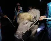 Bangladesh Albino Buffalo 'Donald Trump' Spared from Eid Sacrifice
