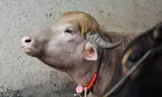 Bangladeshi Farmer Names Cow 'Donald Trump' Due to Uncanny Resemblance