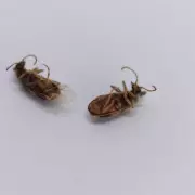 Bed Bug Infestation: Expert Reveals 'Almond Smell' Warning Sign