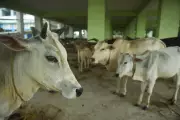 Beef Disappears from Menus in West Bengal After BJP Election Win