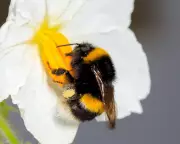 Bees Use as Much Energy Collecting Pollen as Taking Off in Flight, Study Finds