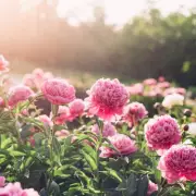 Best UK Peony Gardens to Visit Before June for Stunning Blooms