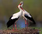 Biebrza Marshes: A Wildlife Spectacle and a Lesson for Britain