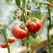 Boost Tomato Growth with These 3 Pest-Repelling Companion Plants